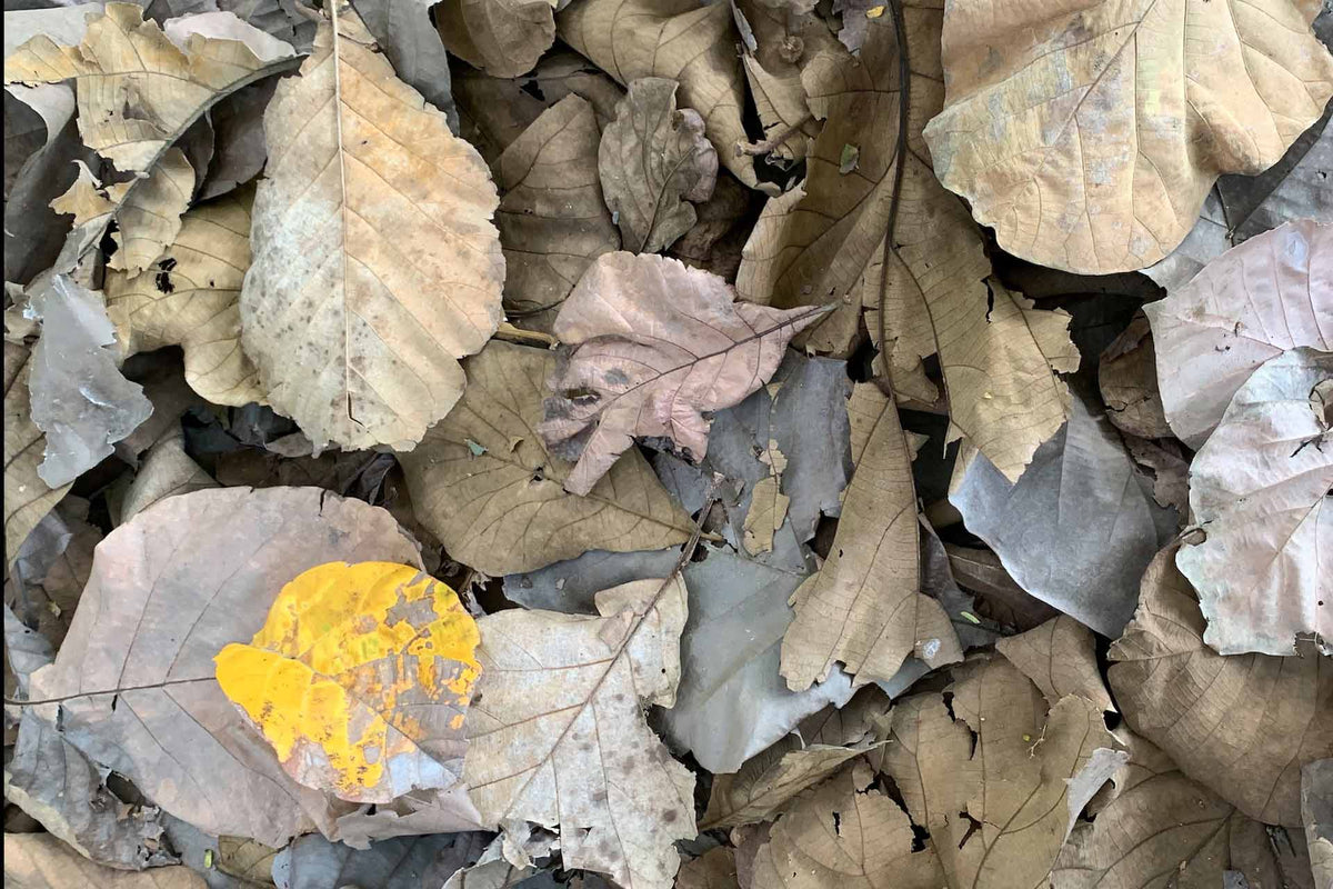 Yellow on a bed of hazel hues